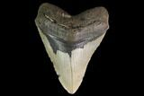 Fossil Megalodon Tooth - North Carolina #147511-1
